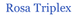Rosa Triplex