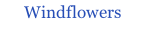 Windflowers